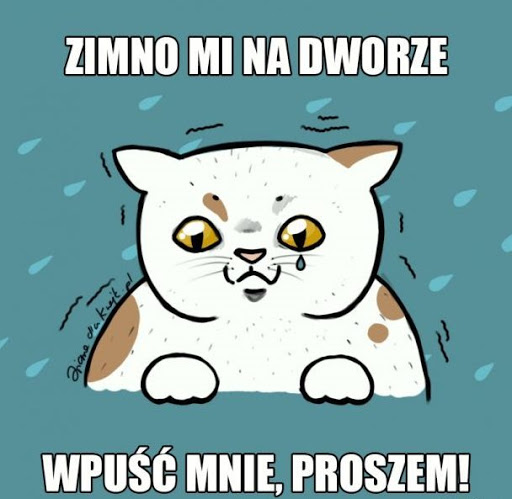 Białemu kotkowi zimno na dworze